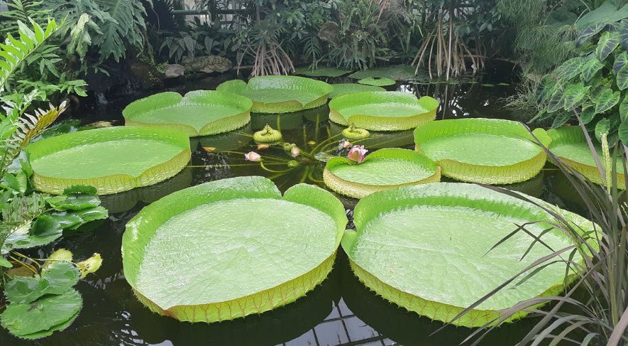 Serres Municipales Du Moulin À Tan, Sens, France